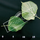 Tilia platyphyllos CM