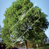 Tilia platyphyllos entier été