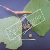 Tilia platyphyllos feuille et fruit