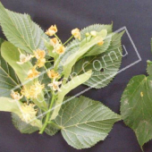 Tilia platyphyllos fleur