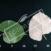 Tilia tomentosa CM