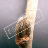 Tilia tomentosa bourgeon axillaire
