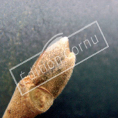 Tilia tomentosa bourgeon terminal