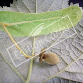 Tilia tomentosa fruit