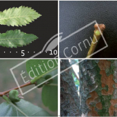 Zelkova carpinifolia 4 photos