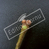 Zelkova carpinifolia bourgeon terminal