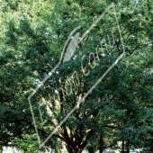 Zelkova carpinifolia entier été