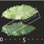 Zelkova carpinifolia feuille CM