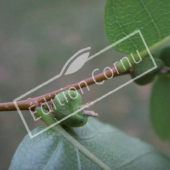 Zelkova carpinifolia fruit