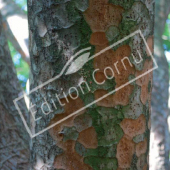 Zelkova carpinifolia tronc