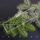 Abies alba rameau CM