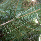 Abies grandis rameau