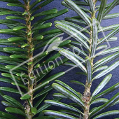 Abies koreana détail genre