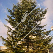 Abies koreana entier hiver2