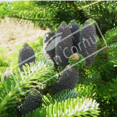 Abies koreana fruits 2