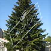 Abies nordmanniana entier hiver ville