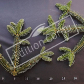 Abies pinsapo rameau CM