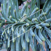 Abies procera détail genre