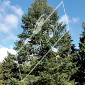 Abies procera entier hiver