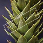 Araucaria araucana détail genre