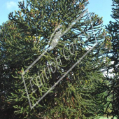 Araucaria araucana entier vieux