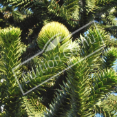 Araucaria araucana fleur femelle