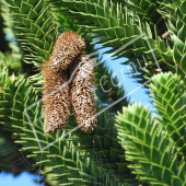 Araucaria araucana fleur mâle