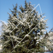 Cedrus libani subsp. atlantica entier hiver