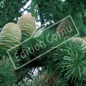 Cedrus libani subsp. atlantica fruit