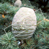 Cedrus libani fruit