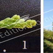 Chamaecyparis lawsoniana ‘Stewartii’ 2 photos entier2