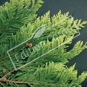 Chamaecyparis lawsoniana ‘Stewartii’ détail genre