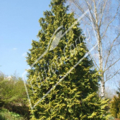 Chamaecyparis lawsoniana ‘Stewartii’ entier hiver 2 -