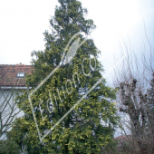 Chamaecyparis lawsoniana ‘Stewartii’ entier hiver