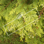 Chamaecyparis lawsoniana ‘Stewartii’ rameau