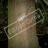 Chamaecyparis lawsoniana ‘Stewartii’ tronc