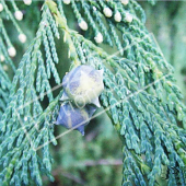 Chamaecyparis nootkatensis ‘Pendula’ fruit