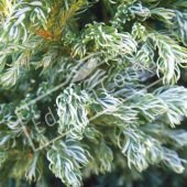 Chamaecyparis pisifera ‘Boulevard’ détail genre