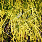 Chamaecyparis pisifera ‘Filifera Aurea’ détail genre