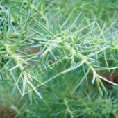 Cryptomeria japonica ‘Elegans’ détail genre