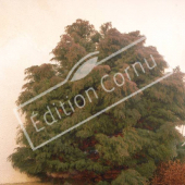 Cryptomeria japonica ‘Elegans’ entier hiver