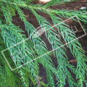 Cryptomeria japonica rameau