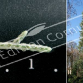 Cupressus arizonica ‘Glauca’ 2 photos entier