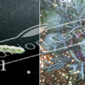Cupressus arizonica ‘Glauca’ 2 photos fruits