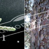 Cupressus arizonica ‘Glauca’ 2 photos tronc