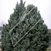 Cupressus arizonica ‘Glauca’ entier hiver