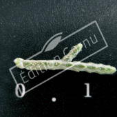 Cupressus arizonica ‘Glauca’ feuille CM