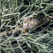 Cupressus arizonica ‘Glauca’ fruit