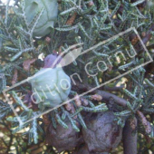 Cupressus arizonica ‘Glauca’ fruits