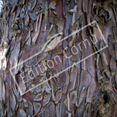 Cupressus arizonica ‘Glauca’ tronc